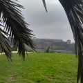 Jardins déserts à Brest durant le confimnement. Palmiers dans le vent.