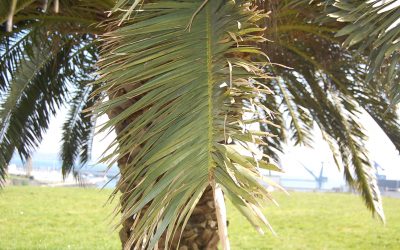 Palmiers du Maroc